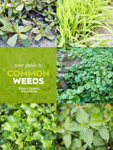 Weed Identification Guide Better Homes And Gardens