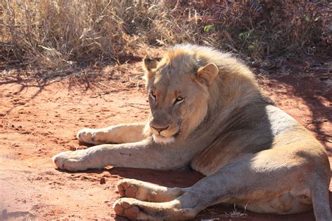 Gambar Margasatwa Kebun Binatang Afrika Binatang Menyusui Fauna