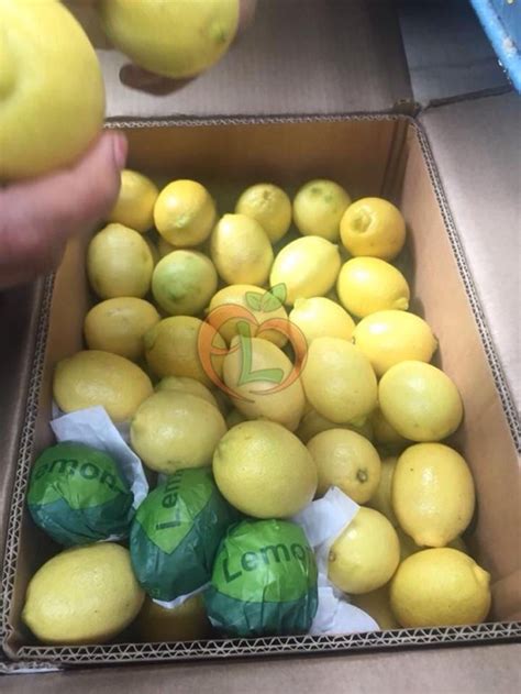 The Best Quality Of Egyptian Lemons Ready For Export By Fruit Link
