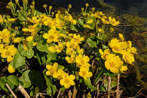 Bright Yellow Marsh Marigold Or Kingcup Flowers Stock Image Image Of
