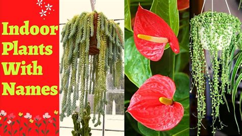 Indoor Plants With Names And Picturestypes Of Indoor Plants With Names