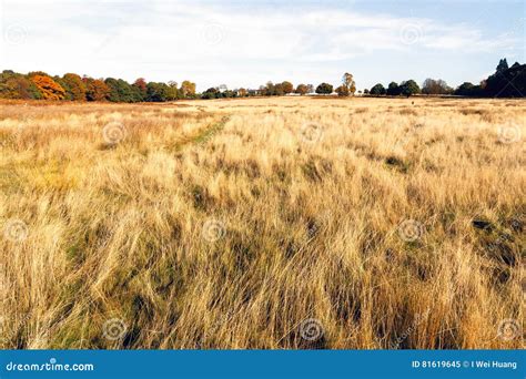 Dry Grasslands In Richmond Park London Stock Image Image Of