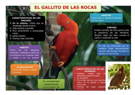 El Gallito De Las Rocas Infografia Es Considerado Mayormente Consumidor De Caracteristicas De