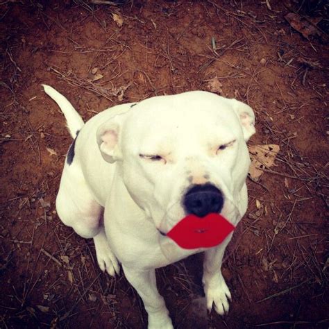 A White Dog With A Red Frisbee In Its Mouth Sitting On The Ground
