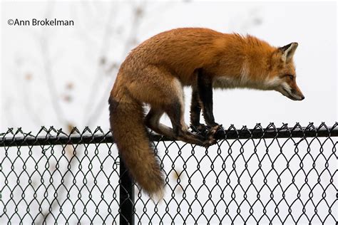 Ann Brokelman Photography Red Fox Loves To Climb Dec 2016