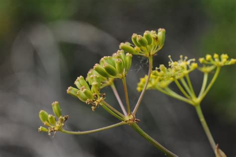 Zmir Ilinde Ke Fedilen Yeni Bir Bitki T R Botanik Haberleri