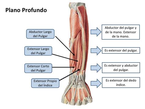 Musculos Antebrazo