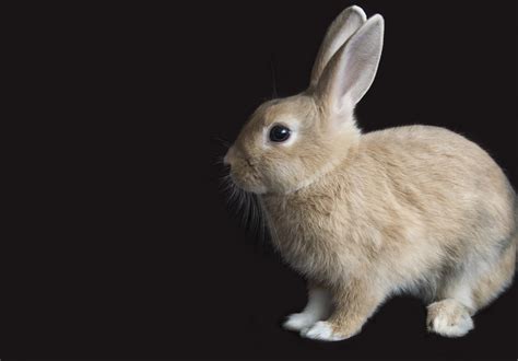 Free Images : nature, animal, mammal, fauna, whiskers, vertebrate, bunny, domestic rabbit ...