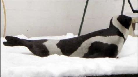 Arctic Ribbon Seal Spotted In Seattle Komo