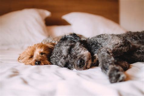 The 9 Best Pet Friendly Hotels In America Istorytime
