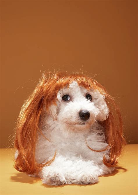 Puppy Wearing Ginger Wig Photograph By Martin Poole Fine Art America