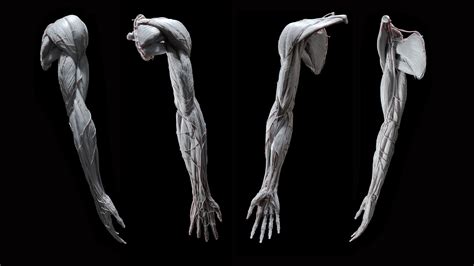 Big5 Studio Anatomy Of The Upper Limb