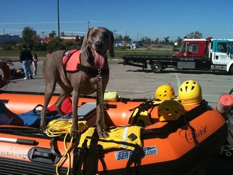 Lily The Joplin Tornado Rescue Dogdespite Her Life Threatening Immune