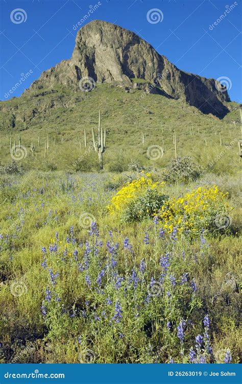 Yellow Desert Flowers Blossoming Stock Image Image Of Green Bloom