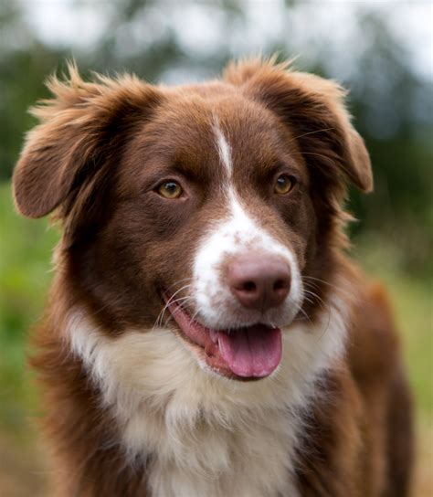 Shelter Dogs Of Portland Brittany Smart And Active Australian Shepherd