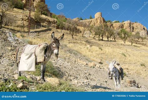 Donkey Back Stock Photos Royalty Free Pictures