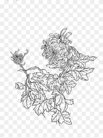 Chrysanthemum Png Images PNGWing