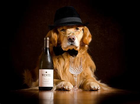 Hd Wallpaper Animals Bottle Dogs Glasses Hat Retriever Stemware