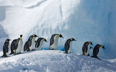 Emperor Penguins On Snow Hill Island Antartica Image Abyss