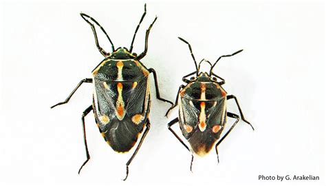 Bagrada Bug Center For Invasive Species Research