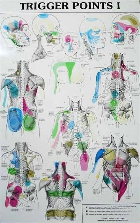 Massage Back Muscle Chart Muscles Diagrams Diagram Of Muscles And Images And Photos Finder