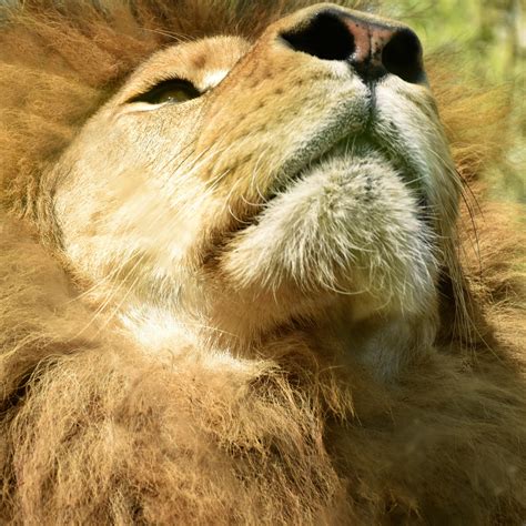 Lion Afrique Zoo Photo Gratuite Sur Pixabay Pixabay