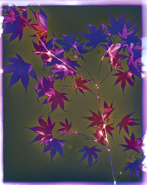 Emerging Japanese Maple Leaves Lumen Print Before Fixing Flickr