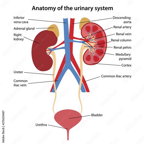 Anatomy Of The Human Urinary System With Main Parts Labeled Vector Illustration Stock Vector