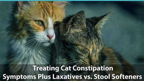 Often, this is enough to get things. Treating Cat Constipation | Symptoms and Laxatives vs ...