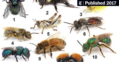 Can You Pick The Bees Out Of This Insect Lineup The New York Times
