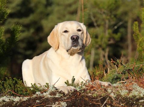 Labrador Retriever Honey Billeder Af Hunde Uploaded Af Bodil Og Honey