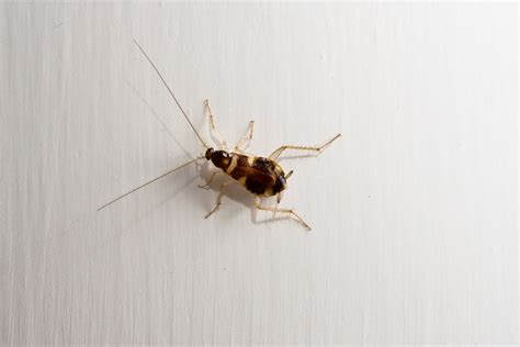 10 Unique Species Of Cockroaches