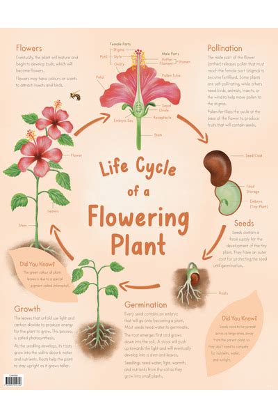 Life Cycle Of A Flowering Plant Chart Australian Teaching Aids
