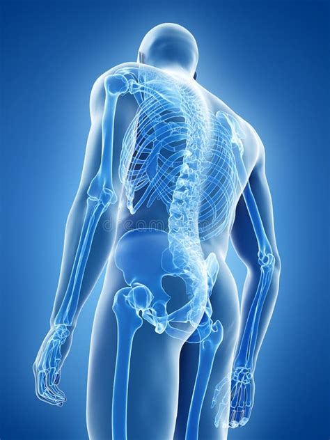 The Human Skeletal System Stock Illustration Illustration Of Blue