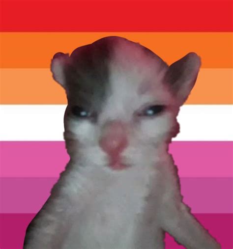 Lesbian Flag With A Cat Lesbian Flag Lesbian Cat Memes