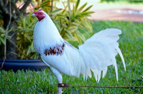 The havanese was once called the. Cuban Game Fowl | Jam Up Bulldogs Kennels and Liberty ...