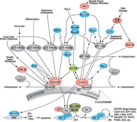 Cell Cycle Pathway Cell Signaling Technology