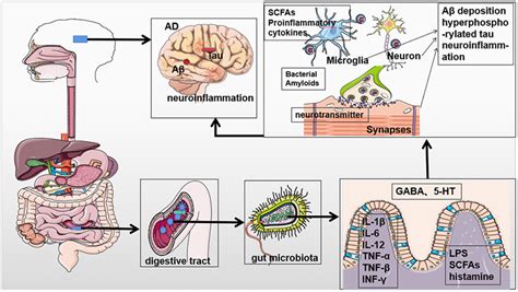 Gut Microbial Involvement In Alzheimers Disease Pathogenesis Aging