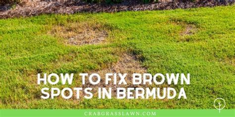 How To Treat Brown Spots In Lawn How To Bring Your Lawn Back To Life