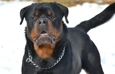 Rottweiler puppies for adoption in pa. Rottweiler Puppy for Sale - Adoption, Rescue for Sale in Strasburg, Pennsylvania Classified ...