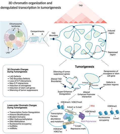 3d chromatin organisation and deregulated transcription in download scientific diagram