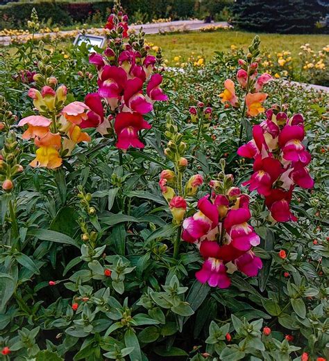 Snapdragon Coral Pink Floral Bed Antirrhinum Night And Day Seed Green