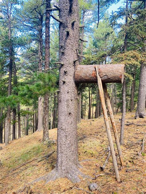 Экологи: Хуш мод их хэмжээгээр гэмтэж байгааг анхааруулж ...