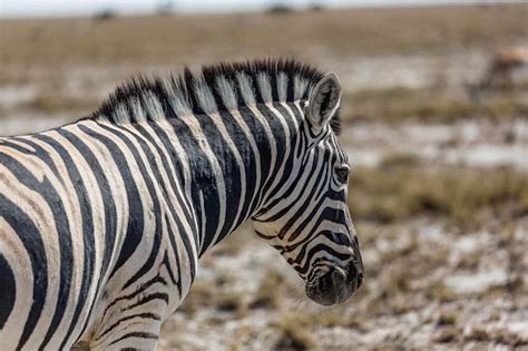 Premium Photo Portrait Of A Zebra In Namibia