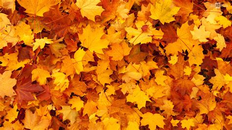 🔥 Free Download Autumn Orange Leaves Hd Background008 1920x1080 For