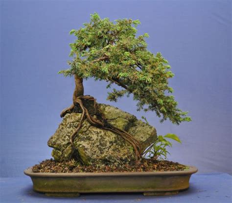 Root Over Rock Juniper Bonsai Tree Care Bonsai Art Bonsai Garden