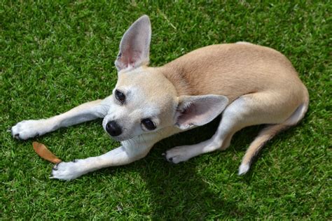Free Photo Chihuahua Dog Animal Pet Free Image On Pixabay 553790