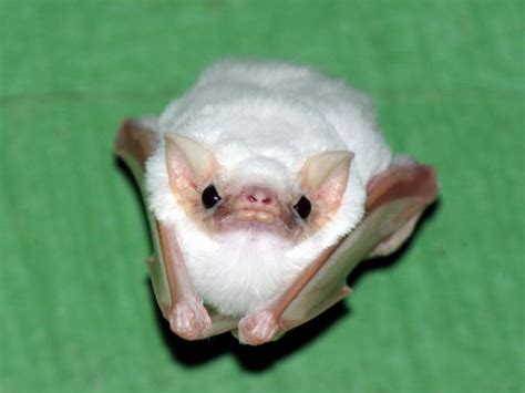 I Heard Raww Likes Bats Heres A Grumpy Honduran White Bat Aww