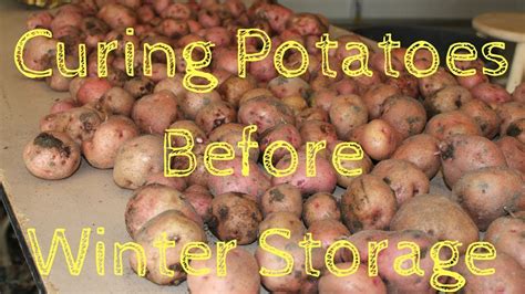 You want them to last in good conditions at least for a week. Curing Potatoes before winter storage - YouTube