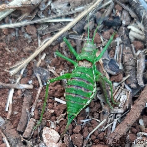 Insetologia Identificação De Insetos Grilo De Sela Em Portugal